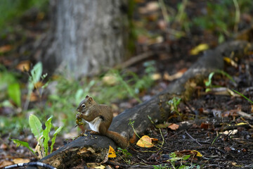 Naklejka na ściany i meble Red squirrel in Alaska's boreal forest