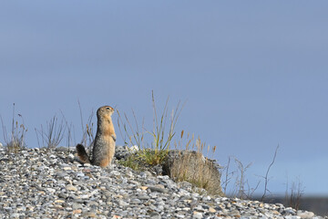 An Arctic ground squirrel (Urocitellus parryii) patrols its territory on Alaska's North Slope. © JT Fisherman