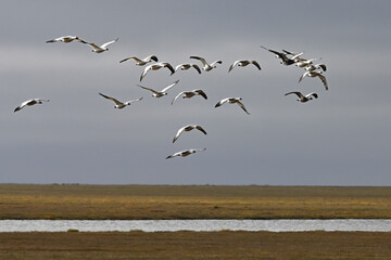 A flock of migratory snow geese (Anser caerulescens) flies over the Arctic tundra south of Deadhorse, Alaska.