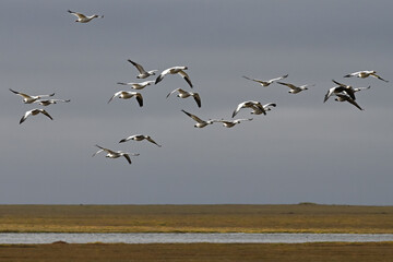 A flock of migratory snow geese (Anser caerulescens) flies over the Arctic tundra south of Deadhorse, Alaska.