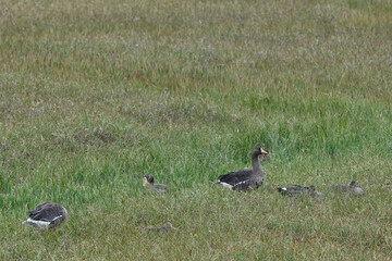 Greater white-fronted geese (Anser albifrons) in a grassy field