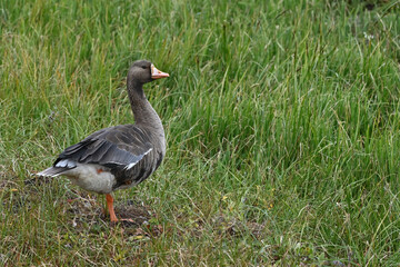 A Greater White-fronted Goose (Anser albifrons) on the bank of a pond in the Arctic tundra near Deadhorse, Alaska.