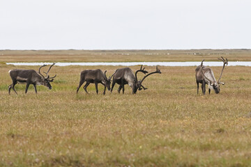 A group of adult male caribou (Rangifer tarandus granti) browses in the Arctic tundra near...