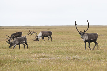 A group of adult male caribou (Rangifer tarandus granti) browses in the Arctic tundra near Deadhorse, Alaska.