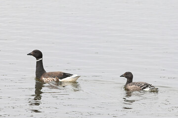 A pair of migratory Brant (Branta bernicla) on a small pond in the Arctic tundra near Deadhorse, Alaska.