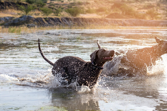 Perro disfrutando de un d&iacute;a en la monta&ntilde;a refresc&aacute;ndose en el agua 