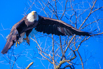 american bald eagle