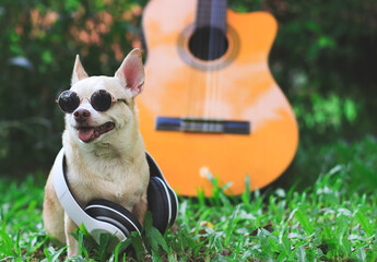 brown short hair chihuahua dog wearing sunglasses and headphones around neck,sitting with acoustic guitar on green grass in the garden, smiling with his tongue out