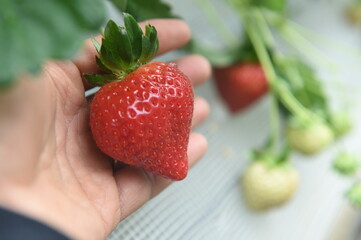 Obraz premium いちご
