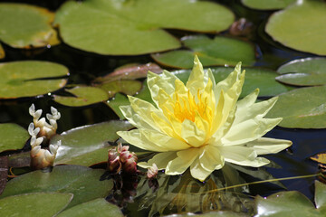 Beautiful yellow lily with lily pads in pond