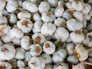 White garlic pile texture. Fresh garlic on market table closeup. Vitamin healthy food spice background. Spicy cooking ingredient picture. Pile of white garlic heads. White garlic head heap top view