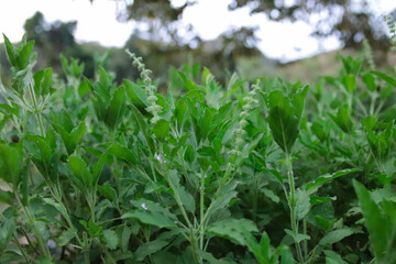 Obraz premium basil, ffresh holy basil, backgroundม,green corn field