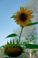 sunflower on the field