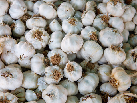 White garlic pile texture. Fresh garlic on market table closeup. Vitamin healthy food spice background. Spicy cooking ingredient picture. Pile of white garlic heads. White garlic head heap top view