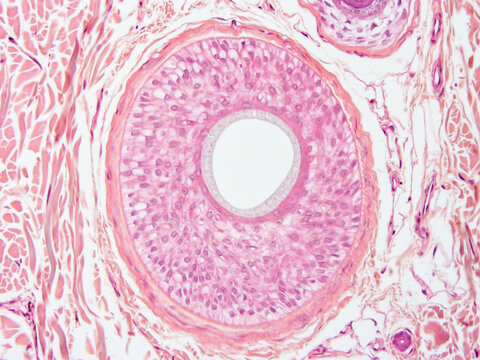 Histology of human tissue, show  epithelial tissue and connective tissue with microscope view  from laboratory (not Illustration Designation)