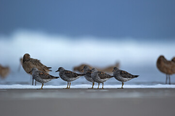 Ballade à San Francisco