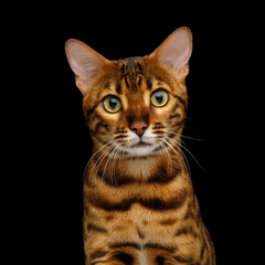Funny portrait of bengal cat with curious muzzle gazing on Isolated black background