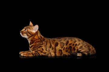 Bengal cat laying in front on an isolated black background, side view