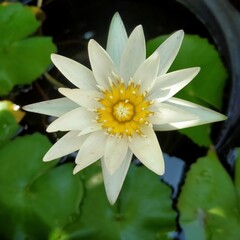 white water lily
