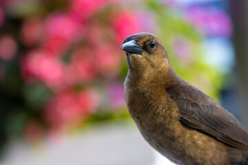 Brown grackle