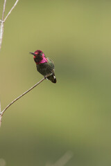 Colibri d'Anna
