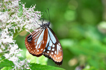 夏から秋の高原で見られる美しいチョウ、アサギマダラ