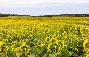 Yellow sunflower in an abundance plantation field in summer