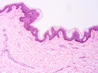 Photo sur Plexiglas Cristaux Histology of human tissue, show  epithelial tissue and connective tissue with microscope view  from laboratory (not Illustration Designation)