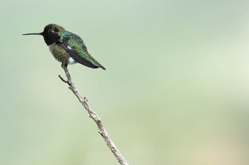 Fototapeta premium Colibri d'Anna