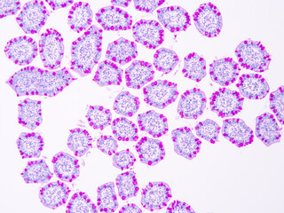 Histology of human tissue, show  epithelial tissue and connective tissue with microscope view  from laboratory (not Illustration Designation)