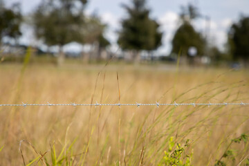 Obraz premium Barbed wire strand in field