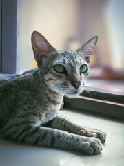portrait of a ash cat