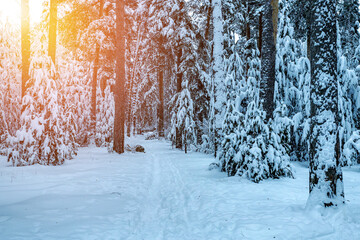 Majestic winter landscape. Winter sunrise in the forest.