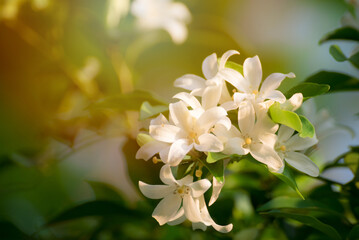 White flower, Orange Jessamine, Satin-wood, Cosmetic Bark Tree, White flower of Andaman satinwood