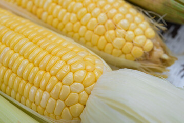 Yellow Sweet corn ears background , Closeup Yellow Corn, sweet corn, healthy organic food, bio nutrition