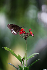 butterfly on a flower