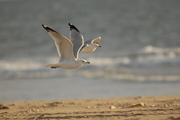 seagulls in flight