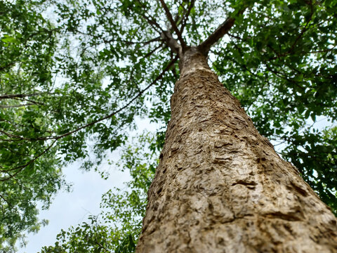 Artocarpus lacucha roxb. Ex Buch - Ham.big tree.