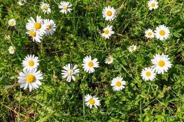a summer day , a natural mountain park, plants bloom in the bosom of nature.