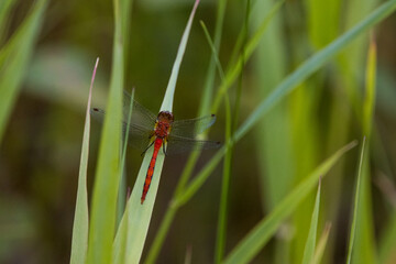 dragonfly on grass