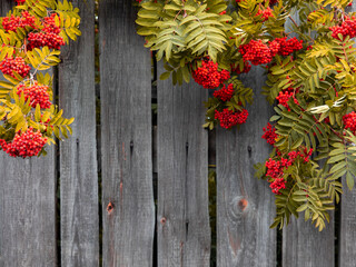 Fototapeta na wymiar Vintage Autumn border from ashberry and fallen yellowed leaves on old wooden fence, Thanksgiving day concept, Fall composition. Top view, flat lay, copy space