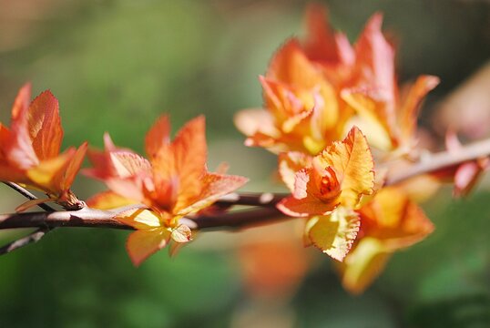 Selective view of lovely orange flowers blooming on a branch on a sunny day