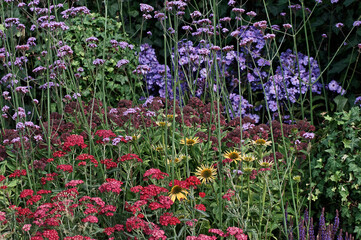 Close up of a flower border with Echinacea, Astilbe and verbena