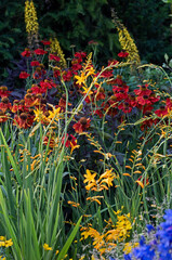 Close up of colourful flower border with Crocosmia Gold Fleece