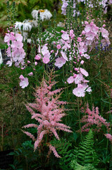 A flower border with a pink Astilbe