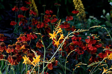 Close up of colourful flower border with Crocosmia Gold Fleece