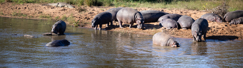 Panoramic view of African hippopotamus in a lake where they live the wildlife of the African savannah, these amphibians are very dangerous and attractive for safaris.