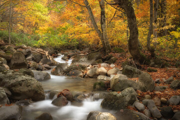 湯ノ又沢の紅葉