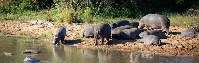 Panoramic view of common African hippos enjoying their wildlife on the shore of a lake in the...