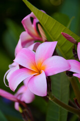 Pink frangipani flowers blooming  and sunlight bokeh soft blur